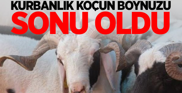 Kurbanlık koçun boynuzu sonu oldu