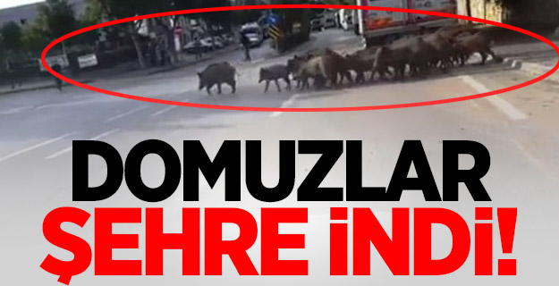 Görenler şok oldu! Sürü halinde geldiler