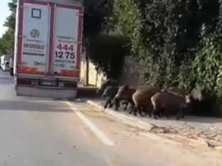 Görenler şok oldu! Sürü halinde geldiler