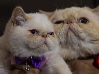 Başkentte 'Kedi Güzellik Festivali' düzenlendi
