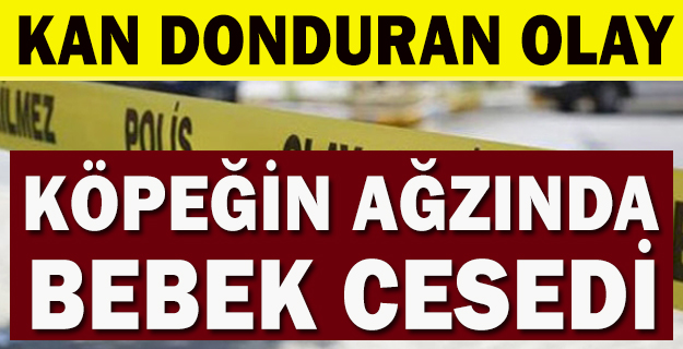 Aydın'da köpeğin ağzında bebek cesedi