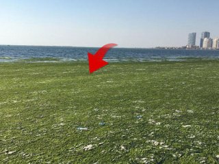 İzmir Körfezi’nde ürküten görüntü