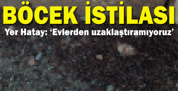 Hatay'da mahalleyi böcekler istila etti