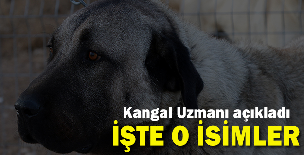 Kangalların dişisine 'zarif' erkeğine 'heybetli' isimler