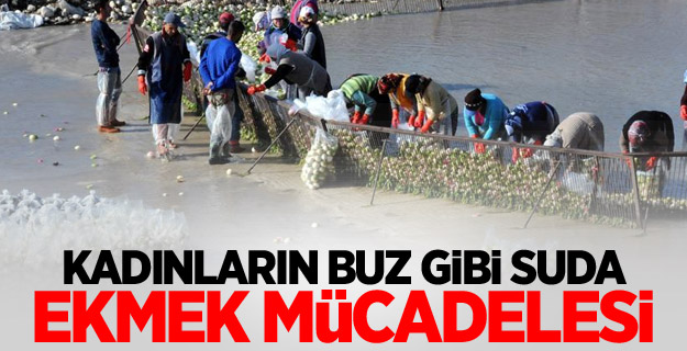 Kadınların buz gibi suda ekmek mücadelesi