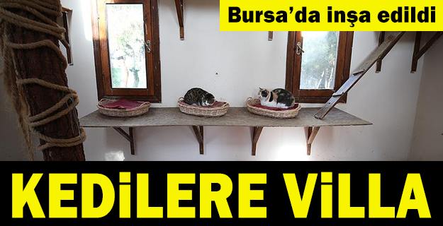 Kedilerin 'villa'da soba keyfi