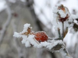 Meteoroloji'den zirai don uyarısı