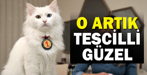 En güzel Van kedisi 'Spak'a özel bakım