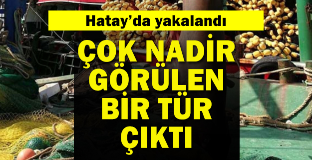 Hatay'da yakalanan köpek balığı nadir görülen tür çıktı