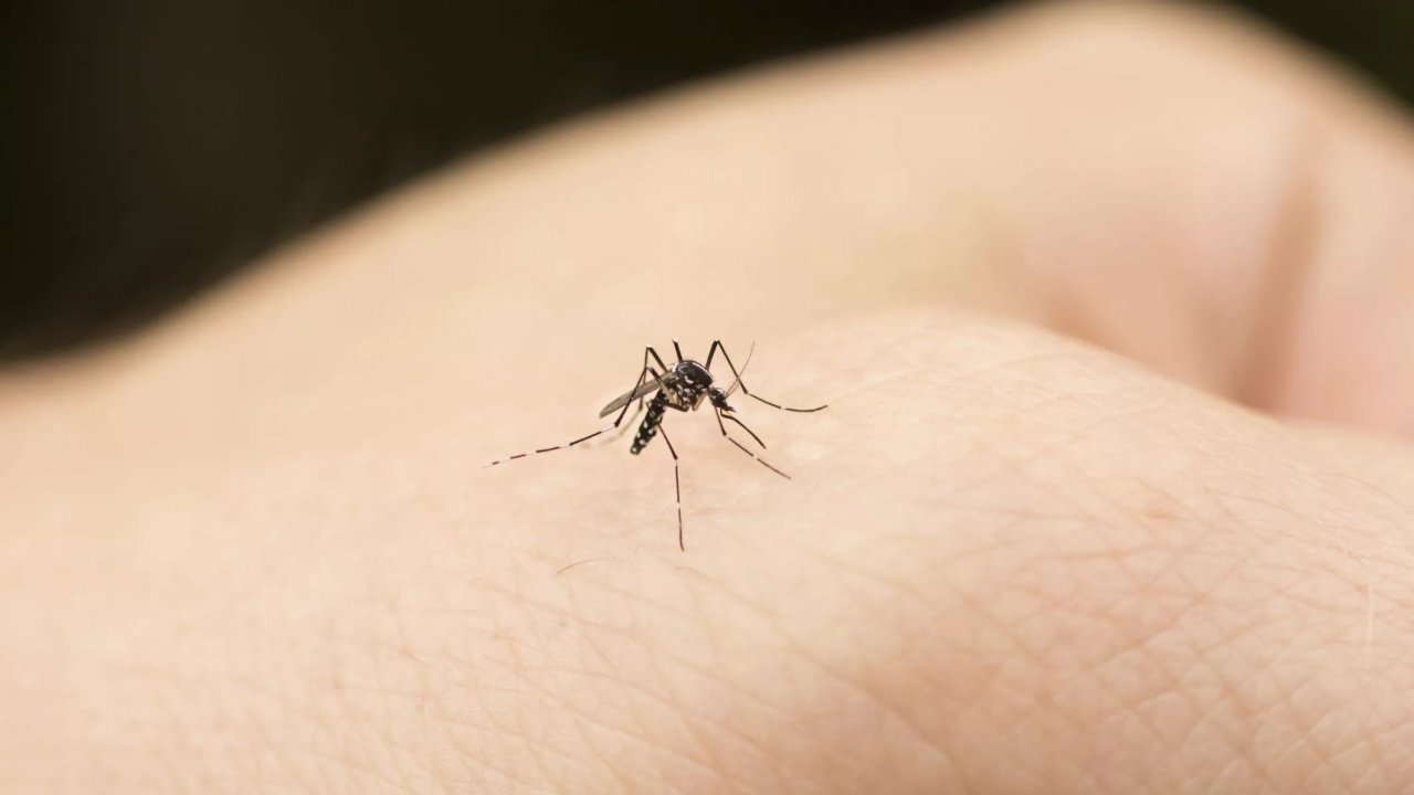 Sivrisinek ısırıkları: ne yapmamalı