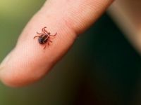 Türkiye için korkutan böcek ve hastalık uyarısı