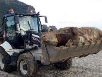 Görenler şoke oldu! Alanya'da sahile vurdu