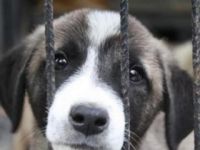 Minik köpeği uyuşturucuyla bayıltıp çöpe attılar