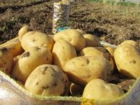 Piyasaya 1.95'ten patates arzı başladı