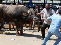 "Aslan Parçası"na 23 bin lira istiyor