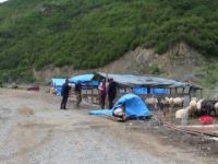 Artvin'de 'Sığır Çiceği' alarmı