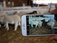 Hollanda'da yaşayan gurbetçi kurbanını akıllı telefon üzerinden aldı