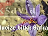 Safran hasadı başladı: Safranın kilosu ne kadar?