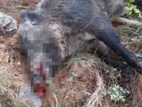 Kumluca Mavikent'te çiftçiler domuz nöbeti tutuyor