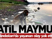 Katil maymun!