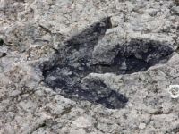 Güney Kore'de dünyanın en küçük dinozor ayak izleri bulundu