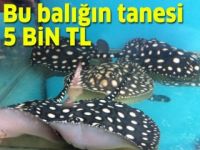 Ankara'da elektrik üreten balık: Tanesi 5 bin TL