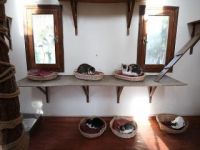 Kedilerin 'villa'da soba keyfi