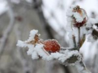 Meteoroloji'den zirai don uyarısı