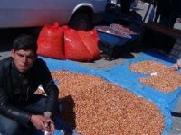 Soğan tohumu bir haftada yüzde 100 arttı