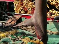 Hatay'da yakalanan köpek balığı nadir görülen tür çıktı