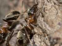 Karıncalardan kurtulmanın doğal yolu: Böcek ilaçlarına veya kimyasallara veda edin