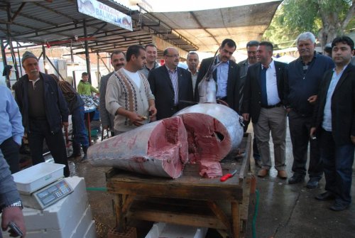330 Kilo Ağırlığında Balık Yakalandı