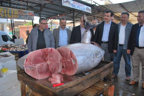 330 Kilo Ağırlığında Balık Yakalandı