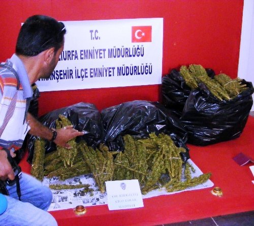 46 Kilogram Esrar Ele Geçirildi