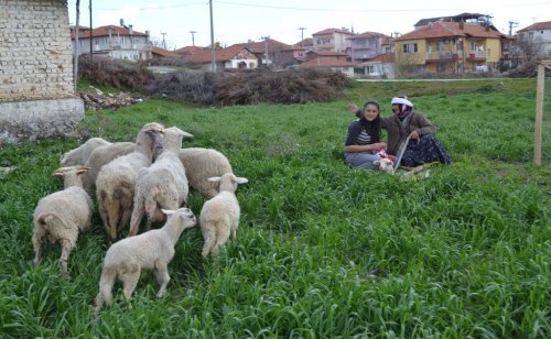 80 Yaşında, Hala Çobanlık Yapıyor