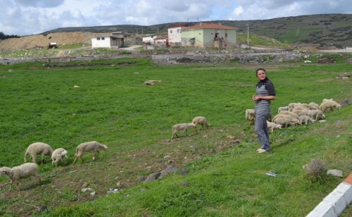 80 Yaşında, Hala Çobanlık Yapıyor
