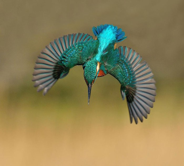 a8b15146e860452e88a5a3c7e74ef0f0.jpg.700x0_q85_autocrop_crop-smart_upscale.jpg