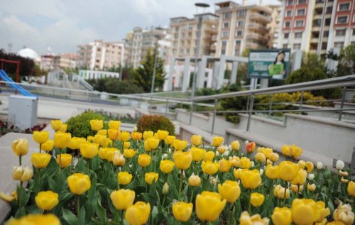 Altındağ’a 250 Bin Lale Dikildi