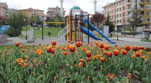Altındağ’a 250 Bin Lale Dikildi