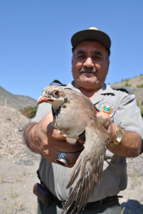 Amasya’da Keklikler Doğaya Salındı