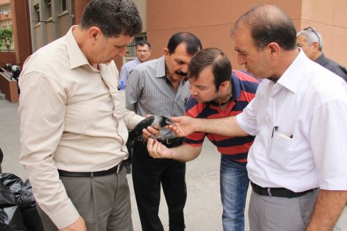 Ana Karganın Çığlığı Yavrularını Kurtardı