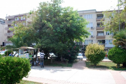 Asırlık Ağaçların Kurutulmasına Vatandaştan Tepki