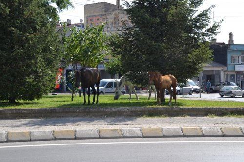 Başı Boş Atlar Büyük Tehlike!