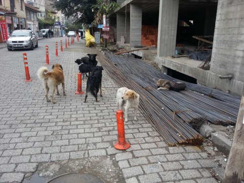 Başıboş Köpekler Tehlike Saçıyor
