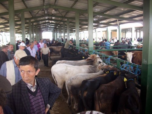 Bölgenin En Büyük “Hayvan Pazarı” Açıldı