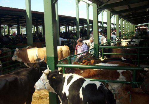 Bölgenin En Büyük “Hayvan Pazarı” Açıldı