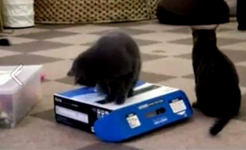 Bu Da Kara Kedi Şakası