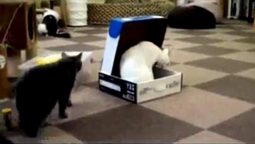 Bu Da Kara Kedi Şakası