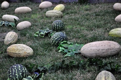 Bu da Kavun Bayramı!