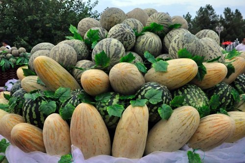 Bu da Kavun Bayramı!